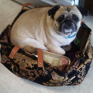 Meet your Posher, Susan